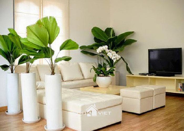 Nên trang trí gì cho phòng khách để tăng may mắn, tài lộc?