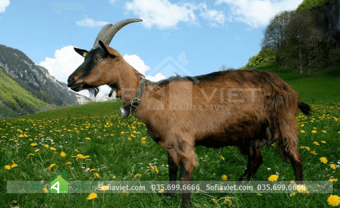 tuoi-at-mui-hop-huong-nao-de-ruoc-tai-loc-vao-nha-1